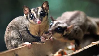 Cute Sugar Gliders Flying Eating and Playing 💖 Cute and Funny Sugar Glider Videos Compilation 💖