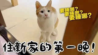 【黃阿瑪的後宮生活】住新家的第一晚！貓咪們會睡哪？