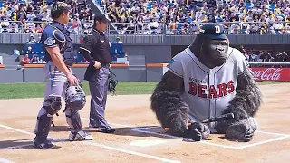 He is a GORILLA with the STRONGEST PUNCH on the planet and was forced to PLAY a baseball TOURNAMENT