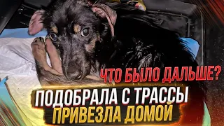 То, что не вошло в кадр😱 Как я привезла щенка с Трассы, Реакция хвостиков. 2 часть.