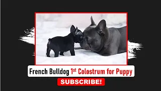 Colostrum of Frenchie | Frenchies Hub