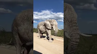 🇳🇦 Национальный парк Этоша, Намибия