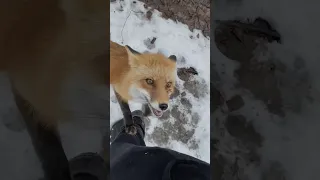 How To Bond With A Rescue Fox l The Dodo