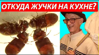 Откуда Жучки на Кухне? Про Хлебного Точильщика. Как Избавиться? Энтомология Дома: Украина. Россия.