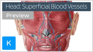 Superficial arteries and veins of the head (preview) - Human Anatomy | Kenhub