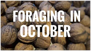 Foraging in October - UK Wildcrafts Foraging Calendar (Part 2 of 3)