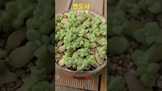 다육이 멘도사 💕 잎꽂이  아가들 보러오세요#succulents #shorts