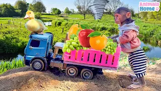 BiBi farmer took his duckling to pick fruit caught in a storm