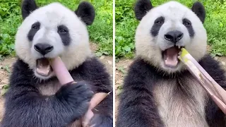 Cute panda munches on tasty bamboo snack #shorts
