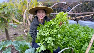 How to make celery delicious? This recipe is super delicious, you must try it!