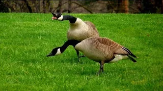 Angry Canada Goose Honking - Geese Fighting - Angry Geese Honking Sounds - Angry Geese Noises