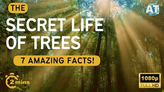 The Secret Life of Trees: 7 Amazing Facts