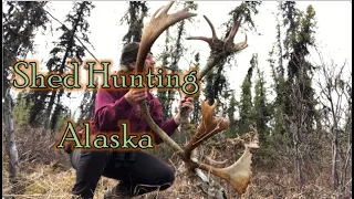 Moose & Caribou Sheds - Shed Hunting Alaska