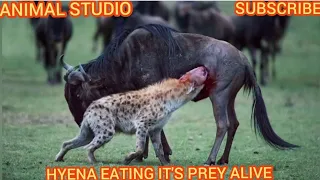 Hyena eating it’s prey alive| ANIMAL STUDIO