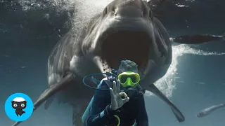 Great White Shark Swallows Diver 😨🦈😱