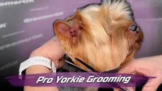 Mastering Yorkie Grooming | Expert Care Tips | Elevate Your Yorkie's Style with Pro Techniques!