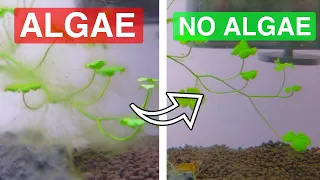 how I DESTROYED this algae infestation IN A WEEK