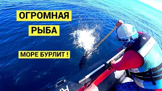 Огромная рыба. Море бурлит!