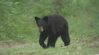 Black Bear Hunting Season in Missouri (2021)