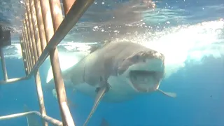 Great White Shark Diving - Isla Guadalupe