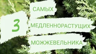 3 САМЫХ МЕДЛЕННОРАСТУЩИХ МОЖЖЕВЕЛЬНИКА В МОЖЖЕВЕЛОВОМ САДУ🌲 ОСЕНЬ 2022ГОДА.