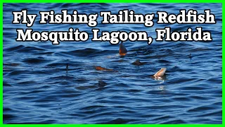 Fly Fishing for Tailing Redfish in Mosquito Lagoon Florida near Orlando