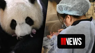 "Pink and plump" panda twins born in France