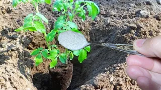 Киньте это в лунку при посадке Томатов и Перцев и они сразу пойдут в рост и дадут большой урожай!