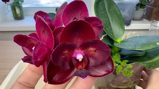 УГРОБИЛ редкую орхидею // восстановление корней орхидеи