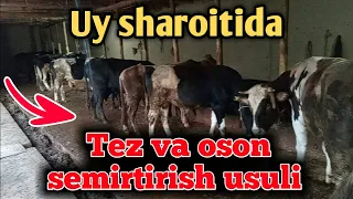 TEZ VA OSON SEMIRTIRISH SIRLARI UY SHAROITIDA 20GA YAQIN BUQA BOQISH/ТЕЗ ВА ОСОН СЕМИРТИРИШ СИРЛАРИ