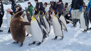 Winter penguin walk tradition at Asahiyama Zoo Hokkaido Japan 旭山動物園企鵝散步 北海道 日本