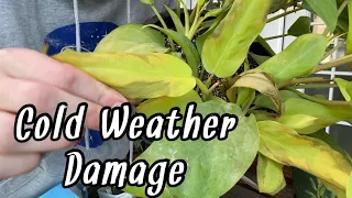 Rehabilitating Houseplants with Cold Weather Damage