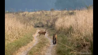 Tiger trying to hunt a Deer in Jim Corbett!!! Will it succeed? watch...