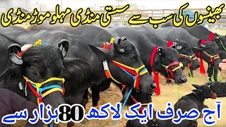 Today Malumor Mandi Jhang | Buffalo Fresh Rates Update | Nili Ravi Buffalo