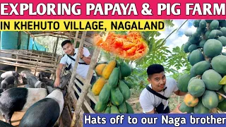 Exploring papaya & pig farm in Khehuto village, Nagaland