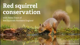 Red squirrel conservation