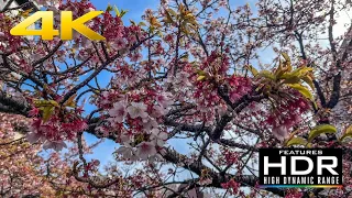 🌸 [4K HDR] Early Cherry Blossoms (Sakura) In Atami | Shizuoka Prefecture