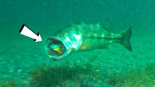 **Crazy Underwater Footage** Big Bass Attacking Bluegill Lures!