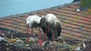 Yaren leylek ile eşi Nazlı'nın yavrularını yağmurdan korudu