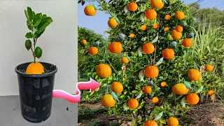 Grafting Orange Grow Faster And Get A Lots of fruit