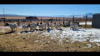 Raising Boer Goats.(Small Scale Operation)
