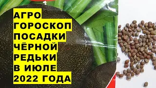 Агрогороскоп посадки чёрной редьки в июле 2022 года