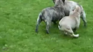 Serial French Bulldog Puppy Wrestlin'