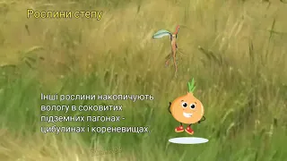 СТЕПОВА ЗОНА   природні зони , рослинний і тваринний світ степу, природознавство 4 клас, Грущинська