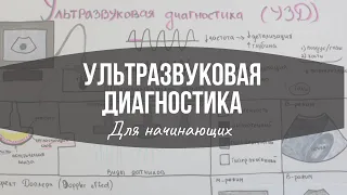 Ультразвуковая диагностика: Основы (для начинающих) / УЗД / УЗИ