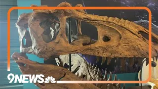 Skull of rare new genus of Tyrannosaur presented in Colorado