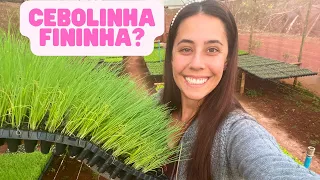 COMO PLANTAR CEBOLINHA? QUAIS AS MELHORES VARIEDADES?