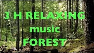 Muzyka relaksacyjna i szum lasu BEZ REKLAM W TRAKCIE - Dźwiękodzieło