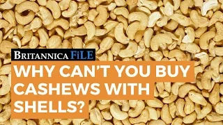 BRITANNICA FILE: Why can't you buy cashews with shells? | Encyclopaedia Britannica