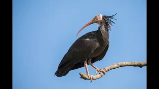 Waldrapp Ibis Conservation with Johannes Fritz!